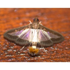 /filer/webapps/moths/media/images/I/indica_Diaphania_A_Heyns.jpg