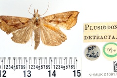 Plusiodonta detracta