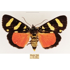 /filer/webapps/moths/media/images/B/butleri_Heraclia_AF_TMSA_01.jpg