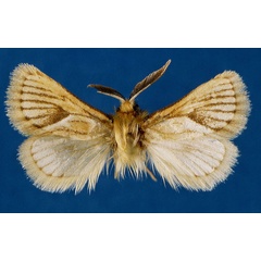 /filer/webapps/moths/media/images/A/arcifera_Mountelgonia_AM_Lehmann_02_sjGWqbD.jpg