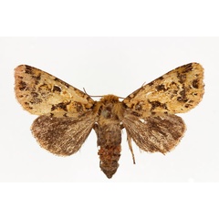 /filer/webapps/moths/media/images/J/jucunda_Nyodes_AF_RMCA.jpg