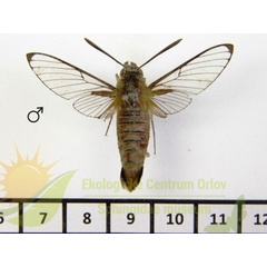/filer/webapps/moths/media/images/R/rufescens_Cephonodes_AM_SMCR_01.jpg