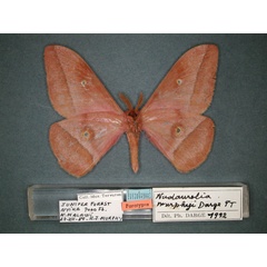 /filer/webapps/moths/media/images/M/murphyi_Nudaurelia_PT_RMCA_02.jpg