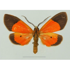 /filer/webapps/moths/media/images/M/minor_Ereunetea_AF_Basquina.jpg