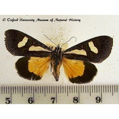 /filer/webapps/moths/media/images/T/transiens_Hypotuerta_A_OUMNH_02.jpg