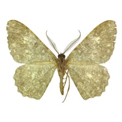 /filer/webapps/moths/media/images/A/albitrigonis_Afroracotis_AM_ANHRT.jpg