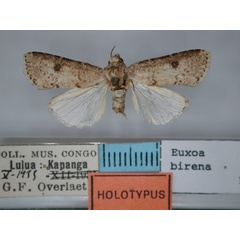 /filer/webapps/moths/media/images/B/birena_Euxoa_HT_RMCA.jpg