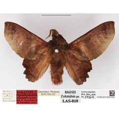 /filer/webapps/moths/media/images/S/supramalis_Opisthodontia_PTM_NHMUK_01.jpg
