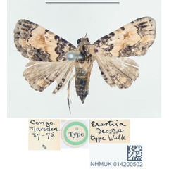 /filer/webapps/moths/media/images/D/decora_Erastria_HT_BMNH.jpg