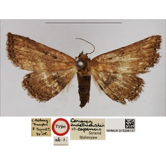 /filer/webapps/moths/media/images/C/capensis_Cerynea_HT_NHMUK.jpg