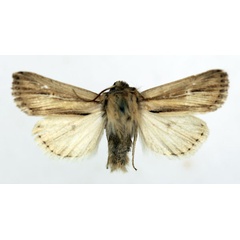 /filer/webapps/moths/media/images/C/catadela_Vietteania_AM_ISEA.jpg