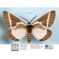 /filer/webapps/moths/media/images/P/picarina_Sabalia_A_MGCLa_01.jpg