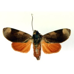 /filer/webapps/moths/media/images/P/paralella_Aiteta_AF_RMCA.jpg