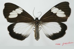 Nyctemera apicalis