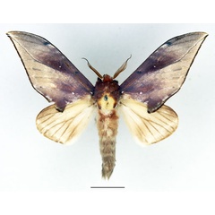 /filer/webapps/moths/media/images/E/excellens_Aoba_AM_Basquin_03.jpg