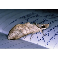 /filer/webapps/moths/media/images/H/hieroglyphica_Hemiceratoides_A_Roland_02.jpg