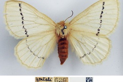 Phiala simplex