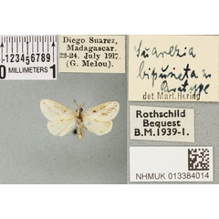 /filer/webapps/moths/media/images/B/bipuncta_Suarezia_PTM_BMNH_04a.jpg