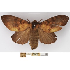/filer/webapps/moths/media/images/A/audea_Mallocampa_AF_NHMUK.jpg