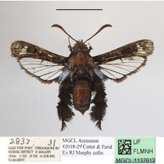 /filer/webapps/moths/media/images/O/occidentalis_Afromelittia_AM_MGCLa_01.JPG