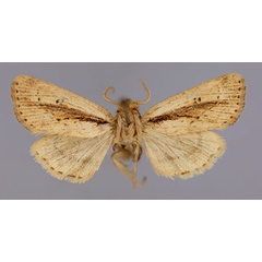 /filer/webapps/moths/media/images/M/mesophaena_Sciomesa_A_RMCA_01.jpg