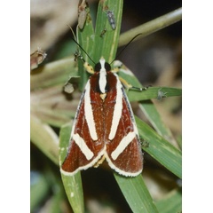 /filer/webapps/moths/media/images/F/fervida_Aegocera_A_Roland_01.jpg