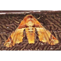 /filer/webapps/moths/media/images/C/callichroma_Eutelia_A_Braun_10.jpg