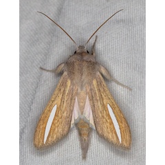 /filer/webapps/moths/media/images/H/hutchinsoni_Cucullia_A_Heyns_02.jpg