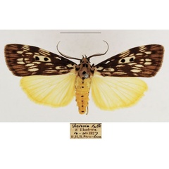/filer/webapps/moths/media/images/A/agnesae_Sommeria_AM_TMSA_01.jpg