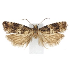 /filer/webapps/moths/media/images/S/scenica_Gypsonoma_AM_ISEA_01.jpg