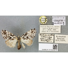/filer/webapps/moths/media/images/L/lithoides_Noliproctis_AT_BMNHa.jpg