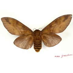 /filer/webapps/moths/media/images/T/titan_Gonometa_AF_Alberta_03.jpg