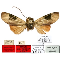 /filer/webapps/moths/media/images/E/escalerai_Aiteta_HT_MNCN.jpg
