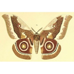 /filer/webapps/moths/media/images/B/barcas_Antheraea_HT_Maassen_95.jpg