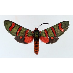 /filer/webapps/moths/media/images/E/erythropyga_Arniocera_AF_TMSA_01.jpg