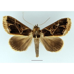 /filer/webapps/moths/media/images/C/conflua_Euminucia_AM_Basquin_01.jpg