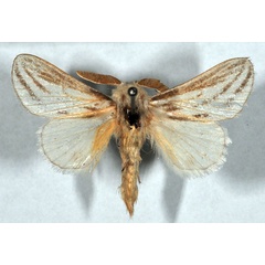 /filer/webapps/moths/media/images/F/fulvostriata_Labea_HT_MWNH_03.jpg