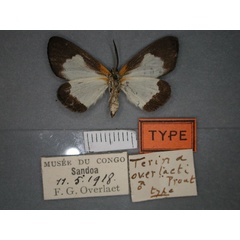 /filer/webapps/moths/media/images/O/overlaeti_Terina_HT_RMCA_02.jpg