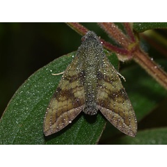 /filer/webapps/moths/media/images/F/funebris_Nephele_AM_Schmit.jpg