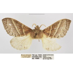 /filer/webapps/moths/media/images/M/manica_Bombycopsis_AM_TMSA.jpg