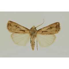 /filer/webapps/moths/media/images/B/biconica_Agrotis_AM_RMCA.jpg