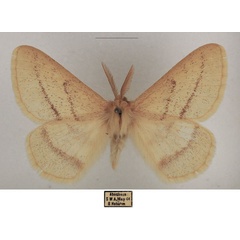 /filer/webapps/moths/media/images/D/devylderi_Trichophiala_AM_TMSA_03.jpg