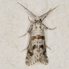 /filer/webapps/moths/media/images/M/minorata_Pseudurgis_M_Heyns_02.JPG