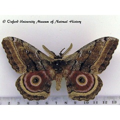/filer/webapps/moths/media/images/M/maja_Gynanisa_AM_OUMNH_01.jpg