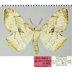 /filer/webapps/moths/media/images/S/spinosivalvis_Xenimpia_HT_ZSMa.jpg