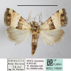 /filer/webapps/moths/media/images/B/bipartita_Pseudozarba_A_MGCLa_01.JPG