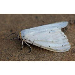 /filer/webapps/moths/media/images/B/bipartita_Spilosoma_A_Voaden.jpg