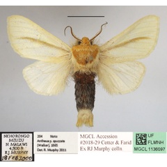 /filer/webapps/moths/media/images/S/spurcata_Antheua_A_MGCLa_02.JPG