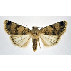 /filer/webapps/moths/media/images/P/pseudocosma_Caradrina_AF_NHMO.jpg