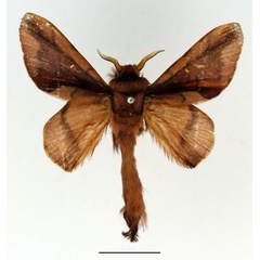 /filer/webapps/moths/media/images/D/deceptrix_Apatelopteryx_AM_Basquin_02.jpg